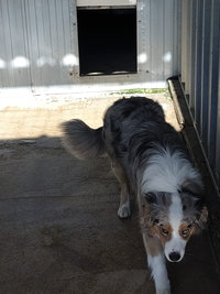 Courettes extérieures des Chiens